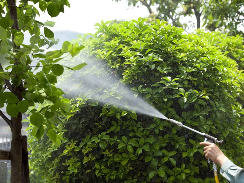 Disinfestazione esterna