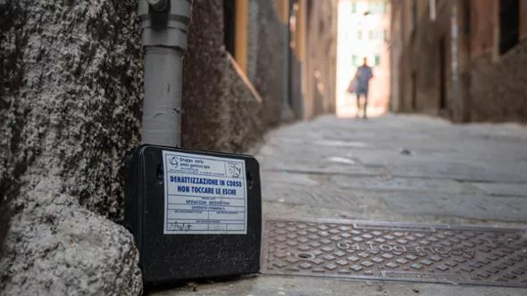 Allarme Topi nel Centro Storico di Genova